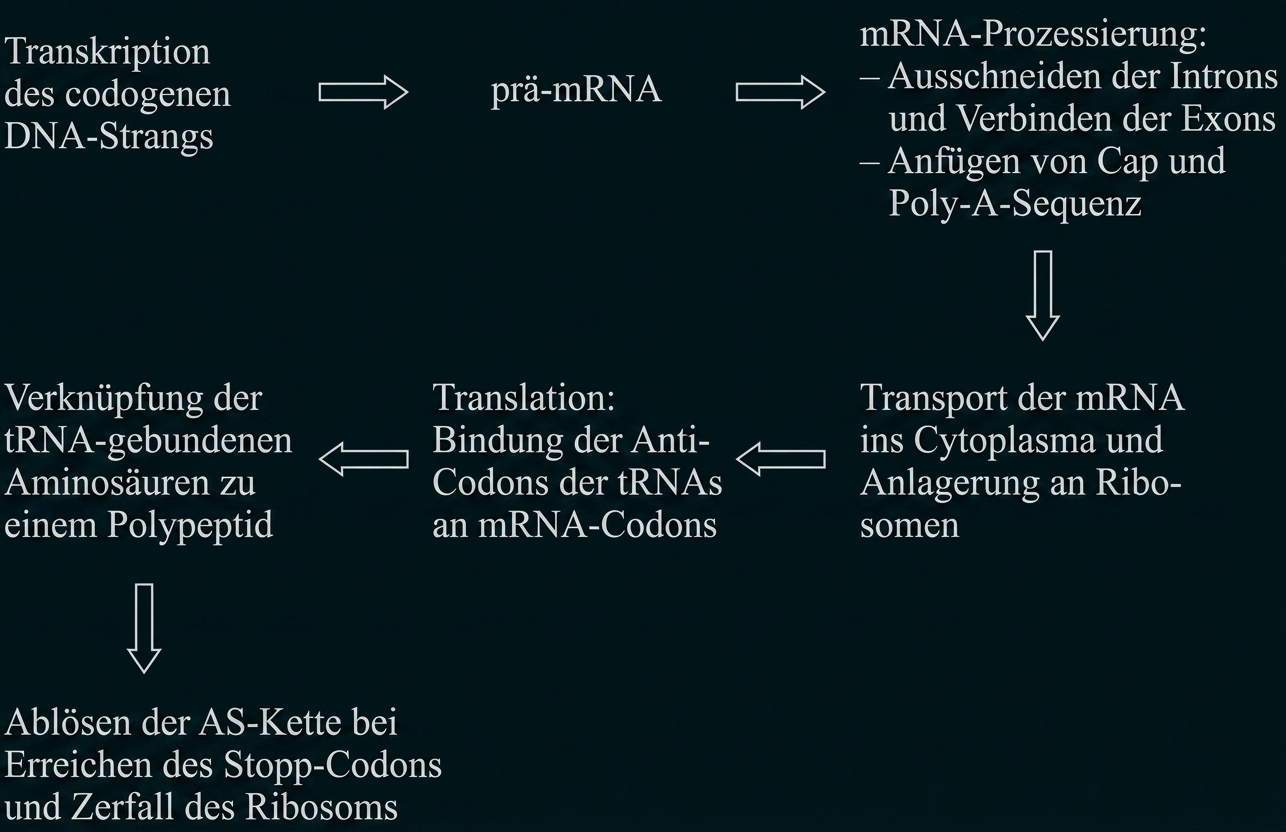 Diagramm der Genexpression: Transkription, prä-mRNA-Prozessierung, mRNA-Transport, Translation und Polypeptidbildung.